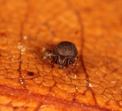 Xenillus tegeocranus