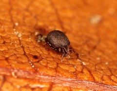 Xenillus tegeocranus