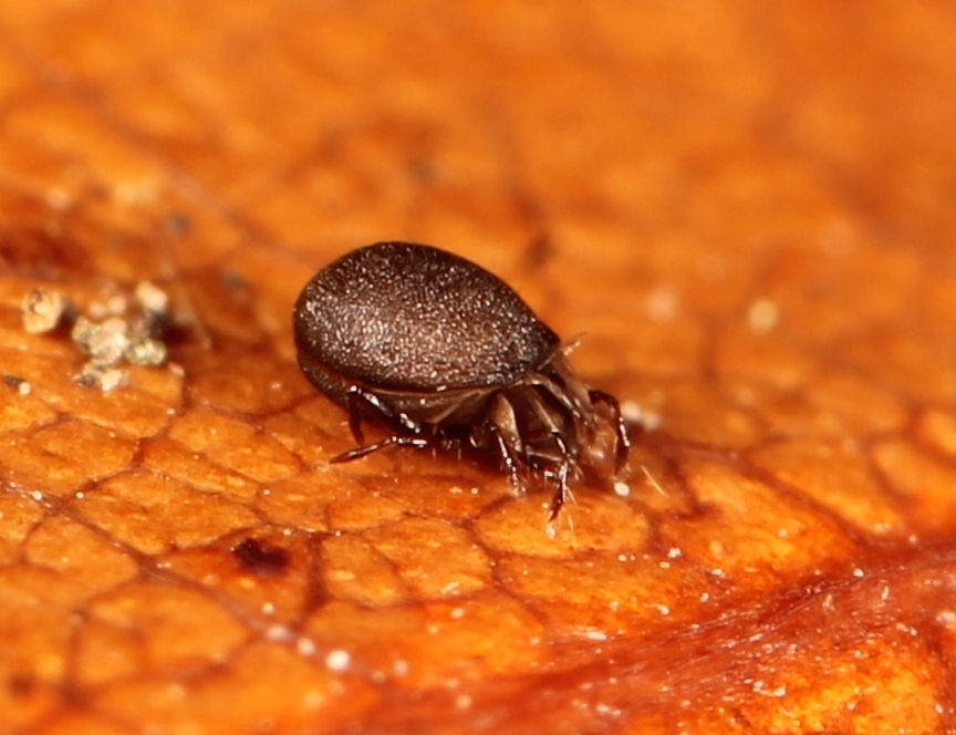 Xenillidae