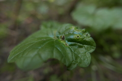 Rondaniola bursaria