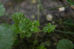 Rondaniola bursaria