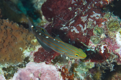 Koumansetta rainfordi