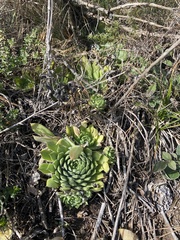 Sempervivum