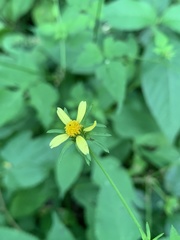 Bidens riparia