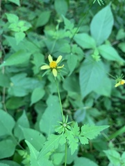 Bidens riparia