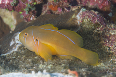 Gobiodon citrinus