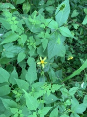 Bidens riparia