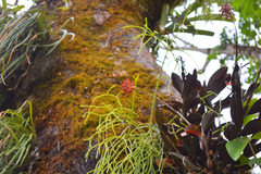 Epidendrum galeottianum