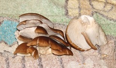 Pleurotus ostreatus