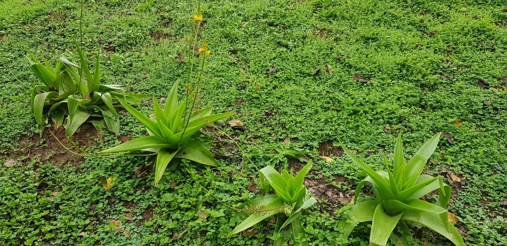 Bulbine latifolia, eThekwini, ZA-NL, ZA