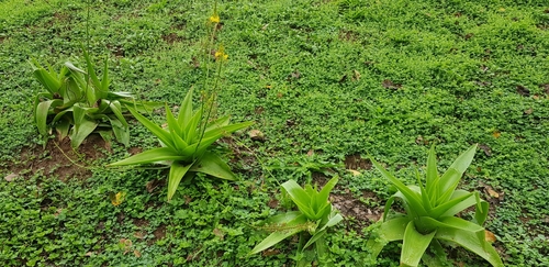 Bulbine latifolia