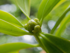 Podocarpus guatemalensis