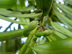 Podocarpus guatemalensis