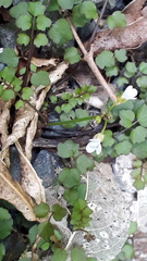 Cardamine dolichostyla