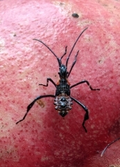 Leptoglossus clypealis