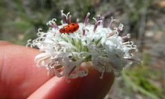 Pelonides quadrinotata