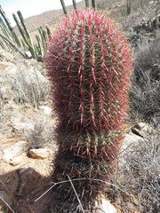 Ferocactus gracilis gracilis