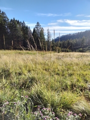 Piptochaetium pringlei