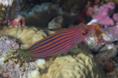 Pseudocheilinus hexataenia