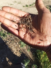 Piptochaetium pringlei