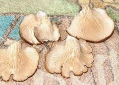 Pleurotus ostreatus