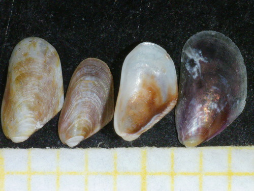 Mytilaster minimus observed 2021-10-07