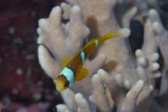 Amphiprion chrysopterus