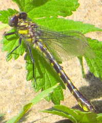 Hylogomphus apomyius