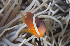 Amphiprion barberi
