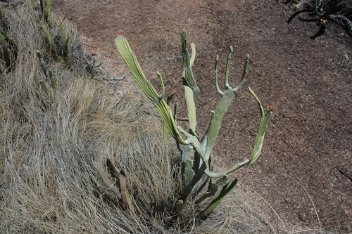 Euphorbia crassa image