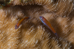 Thalassoma lunare
