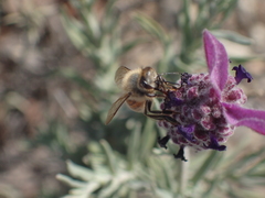 Apis mellifera