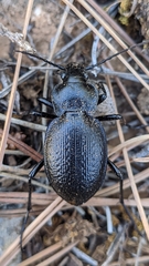 Carabus dufouri
