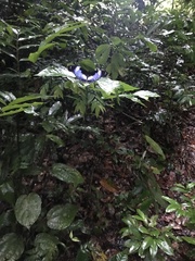 Hypolimnas salmacis salmacis