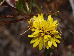 Lessingia germanorum