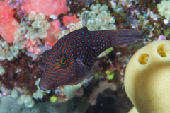 Canthigaster janthinoptera