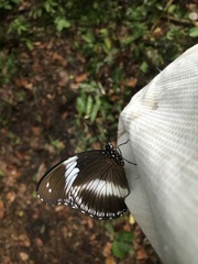 Hypolimnas salmacis salmacis