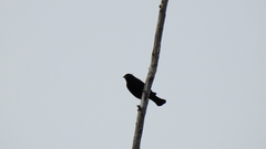 Molothrus rufoaxillaris