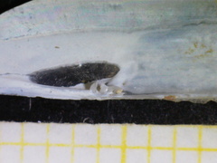 Phaxas pellucidus