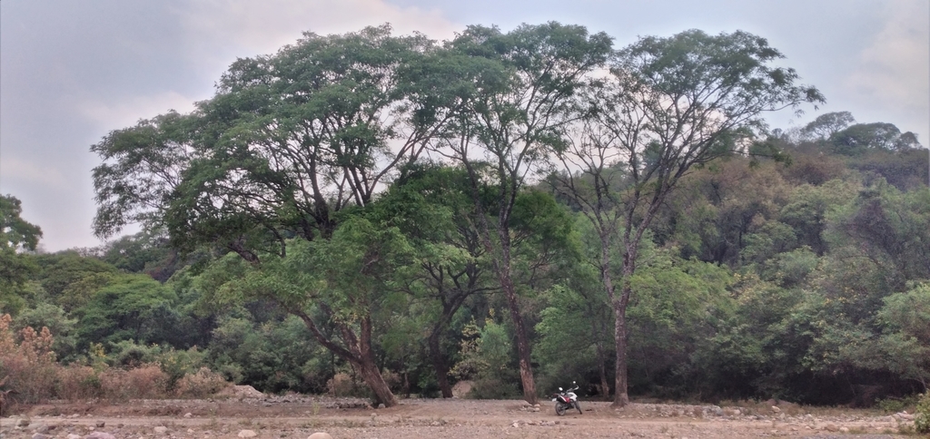 Tipuana tipu, La Caldera, AR-SA, AR