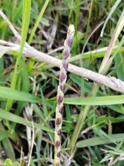 Coelorachis selloana