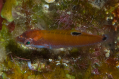 Thalassoma lunare