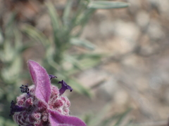 Lavandula stoechas