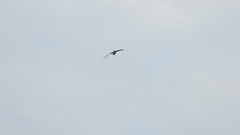 Chroicocephalus maculipennis