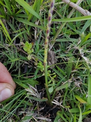 Coelorachis selloana