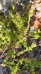 Thymus carnosus