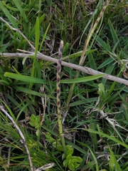 Coelorachis selloana
