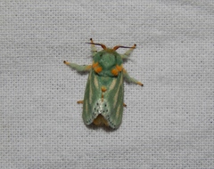 Coenobasis amoena