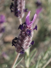 Lavandula stoechas