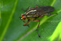 Scathophaga soror